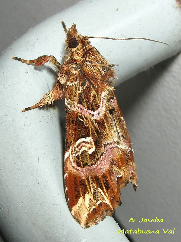 Callopistria juventina - Noctuidae